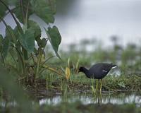 Gallinula chloropus sandvicensis - Hawaiian Moorhen