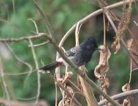 Pycnonotus cafer - Red-vented Bulbul