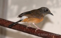 Copsychus malabaricus - White-rumped Shama