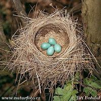 Turdus philomelos - Song Thrush