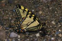 Image of: Papilio glaucus