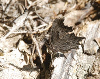 Image of: Polygonia progne (gray comma)