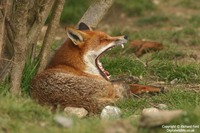 Vulpes vulpes - Red Fox