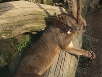 Cryptoprocta ferox - Fossa