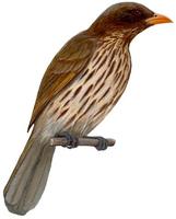 Image of: Dulus dominicus (palmchat)