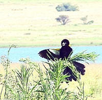 Image of: Euplectes albonotatus (white-winged widowbird)