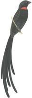 Image of: Euplectes ardens (red-collared widowbird)