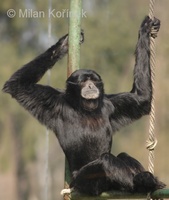 Hylobates syndactylus - Siamang