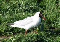 Image of: Larus brunnicephalus (brown-headed gull)