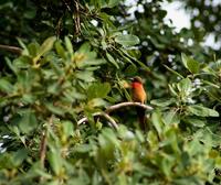 Image of: Merops bulocki (red-throated bee-eater)