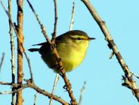 Image of: Phylloscopus affinis (Tickell's leaf-warbler)