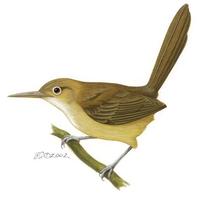 Image of: Ramphocaenus melanurus (long-billed gnatwren)