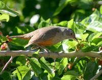 Image of: Turdus rufiventris (rufous-bellied thrush)