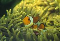 Image of: Amphiprion ocellaris (clown anemonefish)