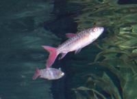 Image of: Chalceus macrolepidotus (pinktailed characin)
