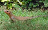 Gerrhosaurus major - African Plated Lizard