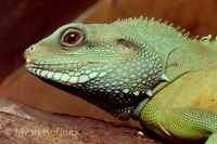 Physignathus cocincinus - Chinese Water Dragon