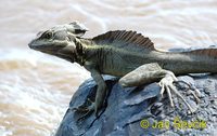 Basiliscus basiliscus - Basilisk