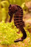 Hippocampus kuda