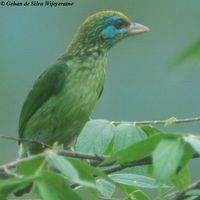 Yellow-fronted Barbet - Megalaima flavifrons