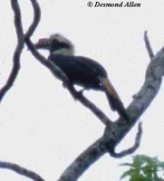 Mindoro Hornbill - Penelopides mindorensis