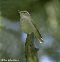 Tytler's Leaf Warbler - Phylloscopus tytleri