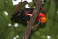 Bristlehead - Pityriasis gymnocephala