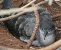 Wedge-tailed Shearwater - Puffinus pacificus