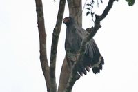 Slate-colored Hawk - Leucopternis schistaceus