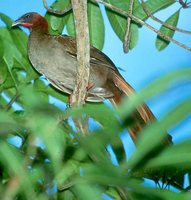 Little Chachalaca - Ortalis motmot