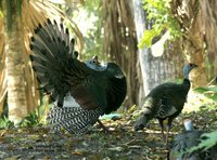 Ocellated Turkey - Meleagris ocellata