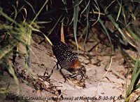 Black Rail - Laterallus jamaicensis