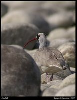 Ibisbill - Ibidorhyncha struthersii