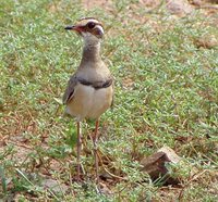 Bronze-winged Courser - Rhinoptilus chalcopterus