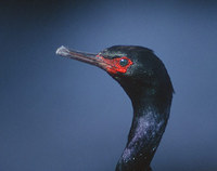 Pelagic Cormorant (Phalacrocorax pelagicus) photo