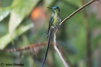 Long-tailed Sylph - Aglaiocercus kingi