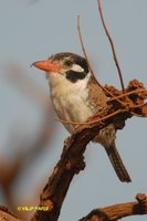 White-eared Puffbird - Nystalus chacuru