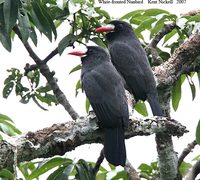 White-fronted Nunbird - Monasa morphoeus