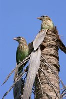 White-cheeked Barbet - Megalaima viridis