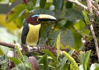 Lettered Aracari - Pteroglossus inscriptus