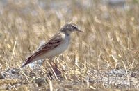 Greater Short-toed Lark - Calandrella brachydactyla