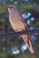 Townsend's Solitaire - Myadestes townsendi