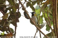 Black-faced Apalis - Apalis personata