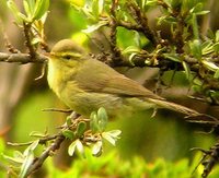 Tickell's Leaf-Warbler - Phylloscopus affinis