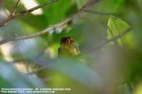 Yellow-breasted Warbler - Seicercus montis