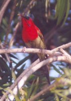 Crimson Sunbird - Aethopyga siparaja