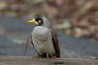 Noisy Miner - Manorina melanocephala