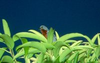 Chestnut-bellied Seedeater - Sporophila castaneiventris