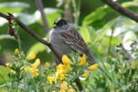 Golden-crowned Sparrow - Zonotrichia atricapilla