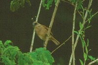 Bay-winged Cowbird - Molothrus badius